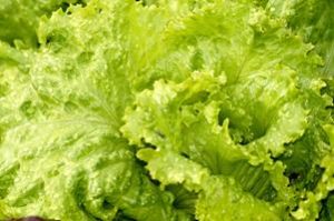 Lechuga